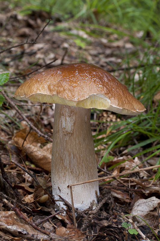 Boletus edulis